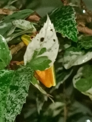Ranoidea gracilenta