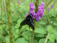 Bombus pullatus