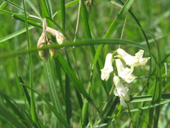 Lathyrus pannonicus collinus