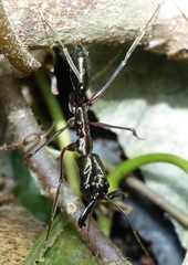 Odontomachus chelifer