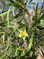 Hibbertia glaberrima
