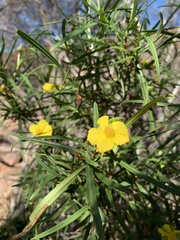 Hibbertia glaberrima