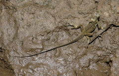 Hydrosaurus weberi