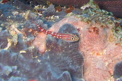 Helcogramma maldivensis