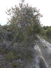 Hakea ferruginea