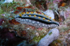 Phyllidia alyta