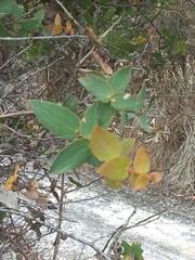 Hakea ferruginea