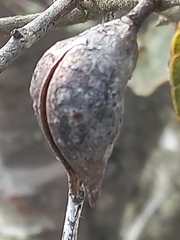 Hakea ferruginea