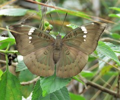 Euthalia aconthea