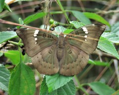 Euthalia aconthea
