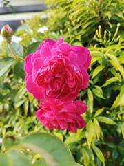 Rosa chinensis