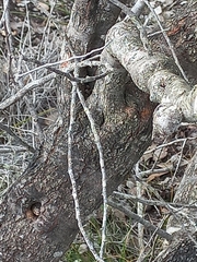Hakea ferruginea