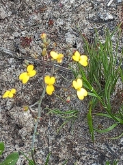 Stylidium luteum