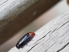 Pseudomorphini