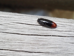 Pseudomorphini