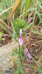 Dicliptera clinopodia