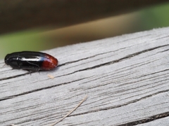 Pseudomorphini