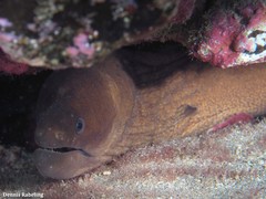 Gymnothorax unicolor