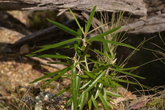 Olearia alpicola