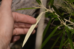 Olearia alpicola