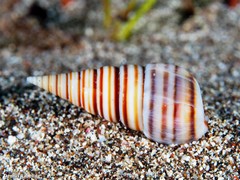 Pyramidella dolabrata