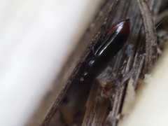 Pseudomorphini