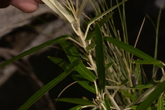 Olearia alpicola