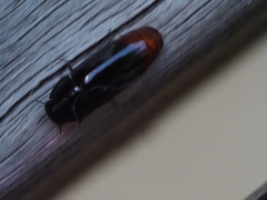 Pseudomorphini