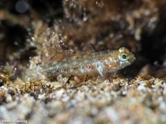 Vanneaugobius canariensis