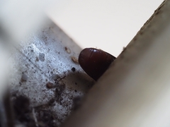 Pseudomorphini
