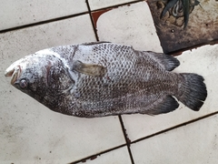 Lobotes surinamensis