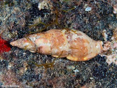 Colubraria canariensis