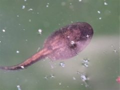 Bufo spinosus