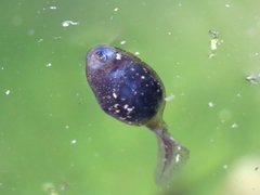 Bufo spinosus