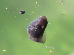 Bufo spinosus