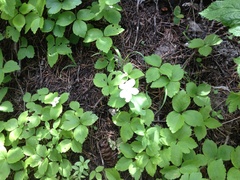 Anemonastrum deltoideum