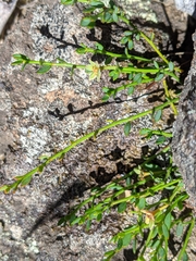 Phyllanthus australis