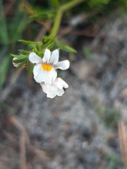 Nemesia lucida