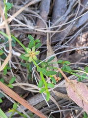 Phyllanthus australis