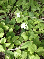 Anemonastrum deltoideum