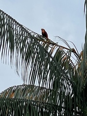 Psarocolius angustifrons