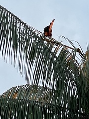 Psarocolius angustifrons