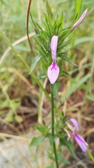 Dicliptera clinopodia