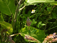 Grona heterocarpos