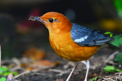 Orange-Headed Thrush photo 5
