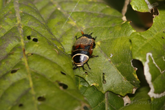 Ellipsidion reticulatum