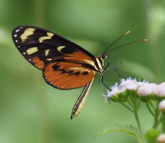 Mechanitis polymnia isthmia