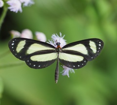 Scada zibia xanthina