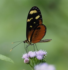 Mechanitis polymnia isthmia