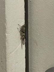 Trimerotropis fontana